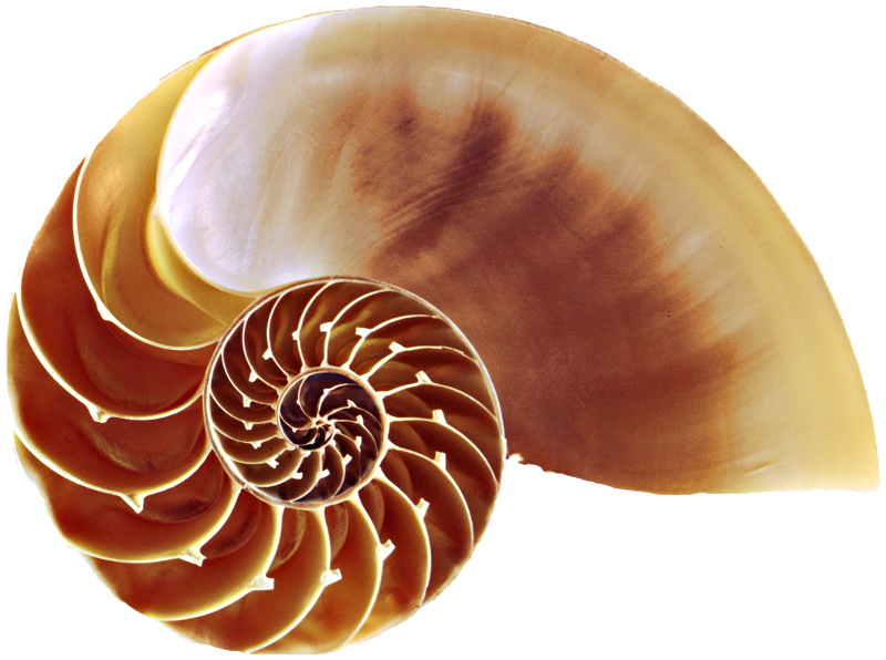 Nautilus Shell